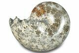 Polished Ammonite (Phylloceras) Fossil - Madagascar #283501-1